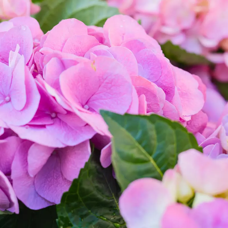 Pippo Campo de' Fiori