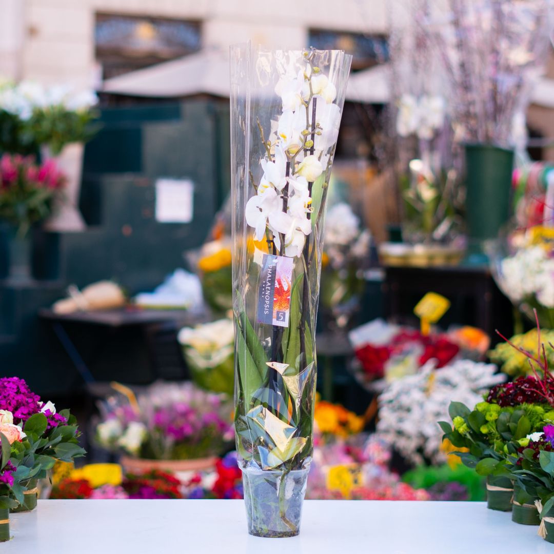 Pippo Campo De' Fiori - Instagram